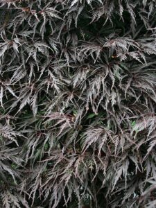 Acer palmatum ‘Inaba-shidare’- klon palmowy szczepiony