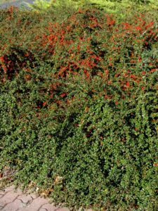 Cotoneaster dammeri ‘Coral Beauty‘