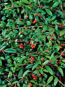Cotoneaster salicifolia ‘Parkteppich’