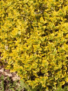 Euonymus fortunei ‘Emerald’n Gold’