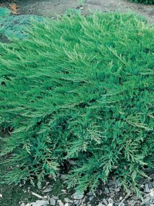 Juniperus Sabina ‘Broadmoore’