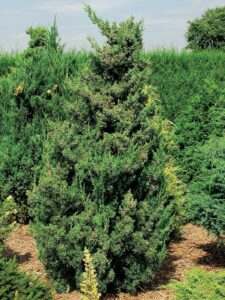 Juniperus chinensis ‘Robusta Green’