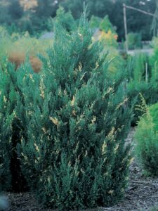 Juniperus chinensis ‘Stricta Variegata’