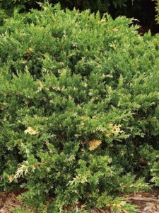 Juniperus chinensis ‘Variegata’