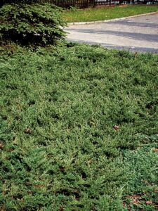 Juniperus communis ‘Effusa’
