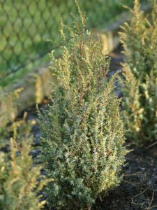 Juniperus communis ‘Franklin Constance’
