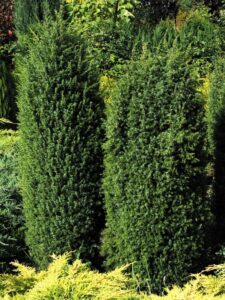 Juniperus communis ‘Suecica’