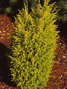 Juniperus communis ‘Suecica Aurea’