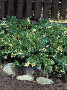 Juniperus davurica ‘Expansa Aureovariegata’