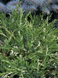 Juniperus horizontalis ‘Andora Compacta Variegata’