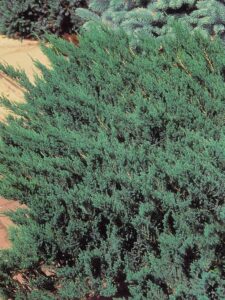 Juniperus horizontalis ‘Blue Chip’