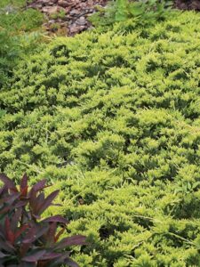 Juniperus horizontalis ‘Golden Carpet’