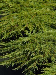 Juniperus horizontalis ‘Green Carpet’