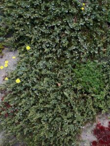 Juniperus horizontalis ‘Montana’