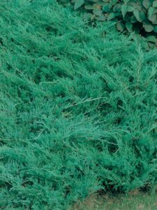 Juniperus horizontalis ‘Plumosa’