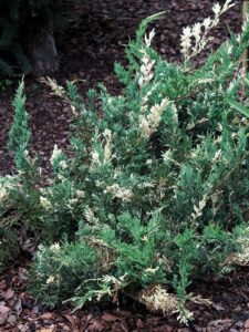 Juniperus horizontalis ‘Variegata’
