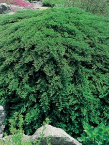Juniperus sabina ‘Tamariscifolia’