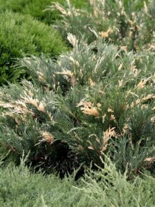 Juniperus sabina ‘Variegata’