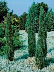 Juniperus scopulorum ‘Blue Arrow’
