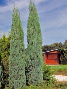 Juniperus scopulorum ‘Skyrocket’