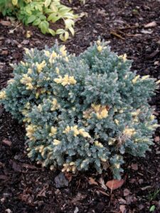 Juniperus squamata ‘Floriant’