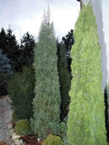 Juniperus virginiana ‘Fastigiata Glauca’