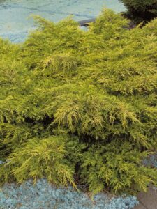 Juniperus x media ‘Gold Coast’