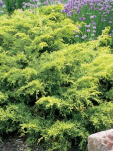 Juniperus x media ‘Saybrook Gold’