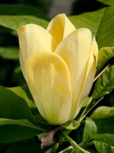 Magnolia ‘Golden Eudeavour’
