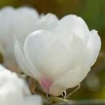 Magnolia ‘Jade Lamp’