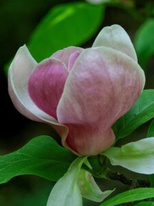 Magnolia ‘Lennei’