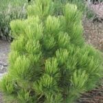 Pinus heldreichii Nana