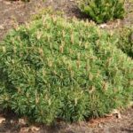 Pinus mugo Liliput