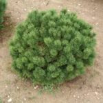 Pinus mugo Miniglobus