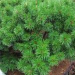 Pinus mugo Pagel