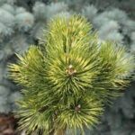 Pinus mugo Sunsine