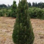 Pinus nigra Frank Richard