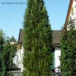 Pinus nigra Green Rocket