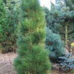 Pinus nigra Green Tower