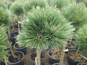 Pinus nigra Hubert