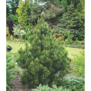 Pinus nigra Nana Compacta