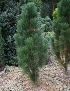 Pinus nigra Sholz