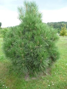 Pinus nigra Wurstle