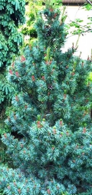 Pinus parwiflora Negishi