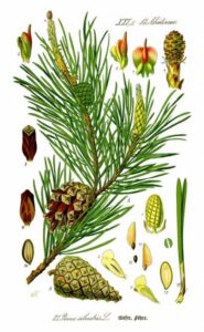 Pinus uncinata Bablina San Sebastian 416