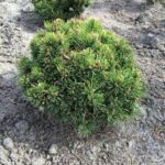 Pinus uncinata Heideperle