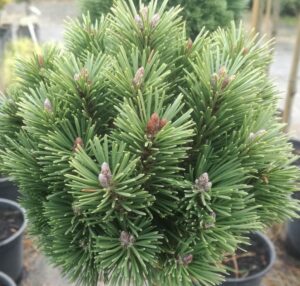 Pinus uncinata Konica San Sebastian 637