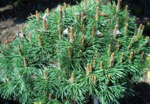 Pinus uncinata Vlasta