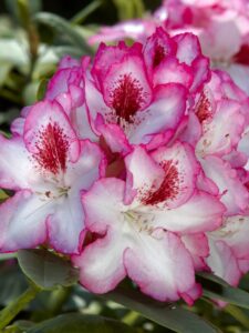 Rhododendron ’Hachmann’s Charmant’