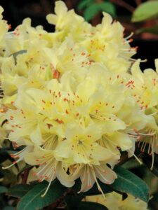 Rhododendron hanceanum ‘Princess Ann’